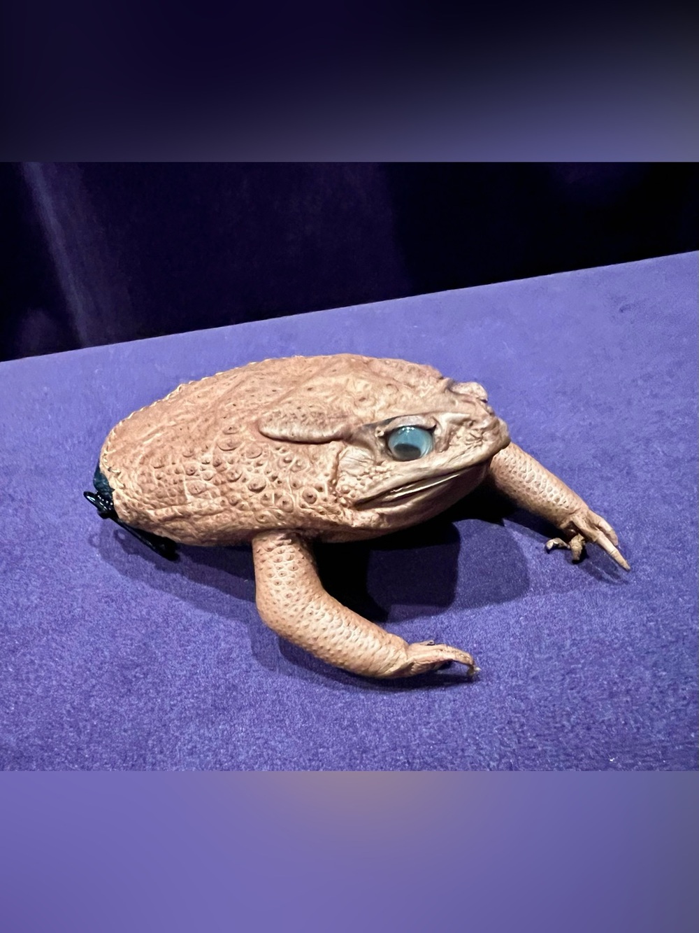 Handmade Sugar Cane Toad Coin Purse Keychain - Real Toad Leather